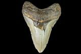 Large, Fossil Megalodon Tooth - North Carolina #108880-1